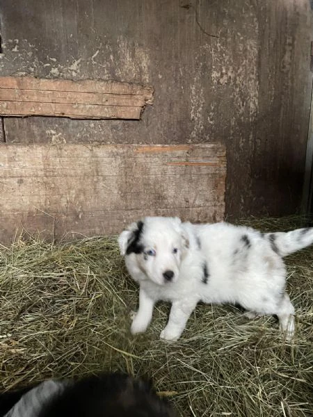 pastori australiani | Foto 3