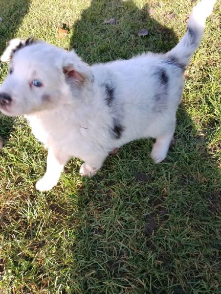 pastori australiani | Foto 2