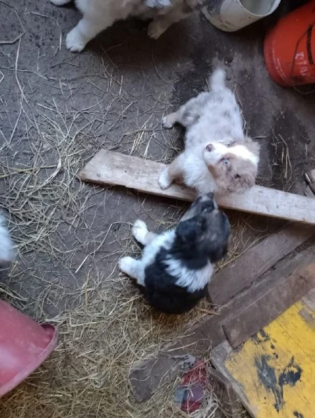 pastori australiani | Foto 1