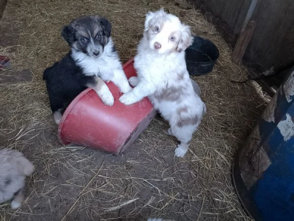 pastori australiani | Foto 0