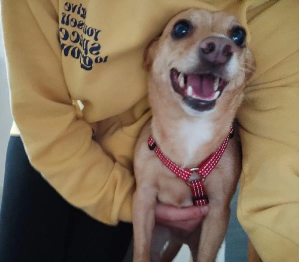 cerco famiglia amorevole per la mia cagnolina | Foto 0