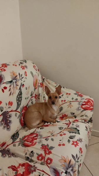 cerco famiglia amorevole per la mia cagnolina