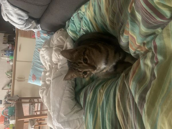 cerco famiglia amorevole per la mia gattina | Foto 1