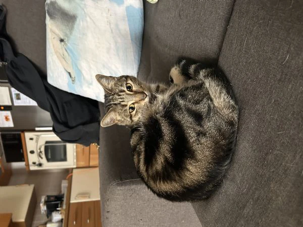 cerco famiglia amorevole per la mia gattina | Foto 0