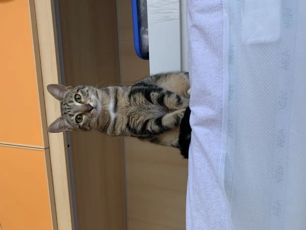 cerco famiglia amorevole per la mia gattina