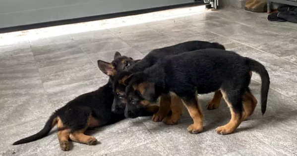 cuccioli di pastore tedesco