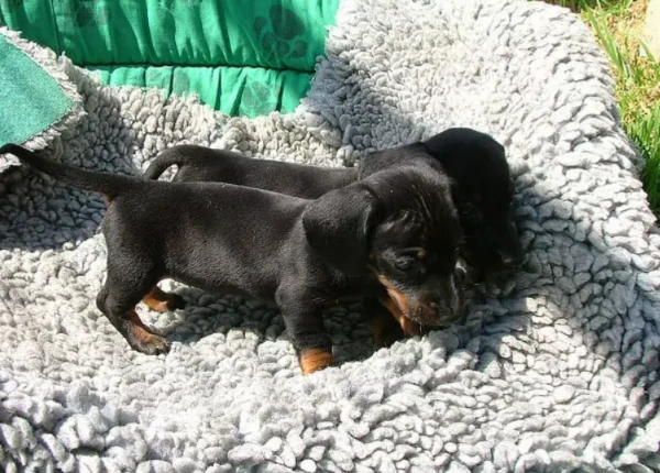 bassotto nano cuccioli