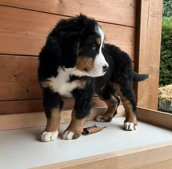 bellissimi cuccioli di bovaro del bernese