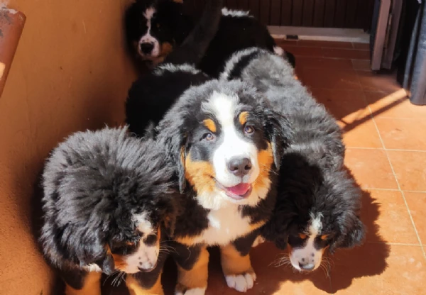 bellissimi cuccioli di bovaro del bernese