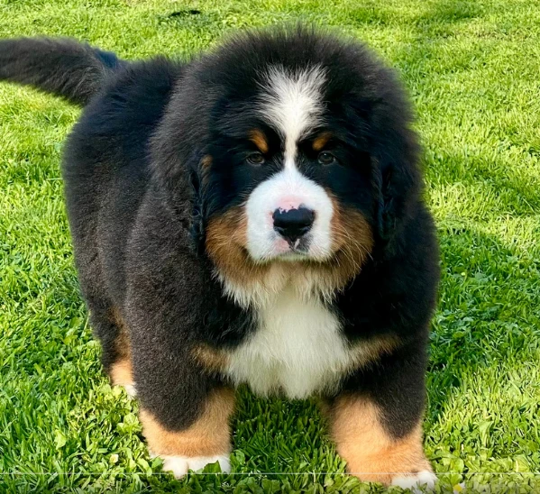 cuccioli di bovaro del bernese con pedigree