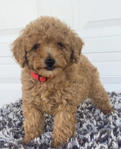 cuccioli di barboncino toy