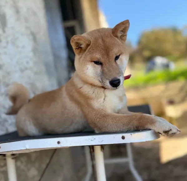 cuccioli shiba inu
