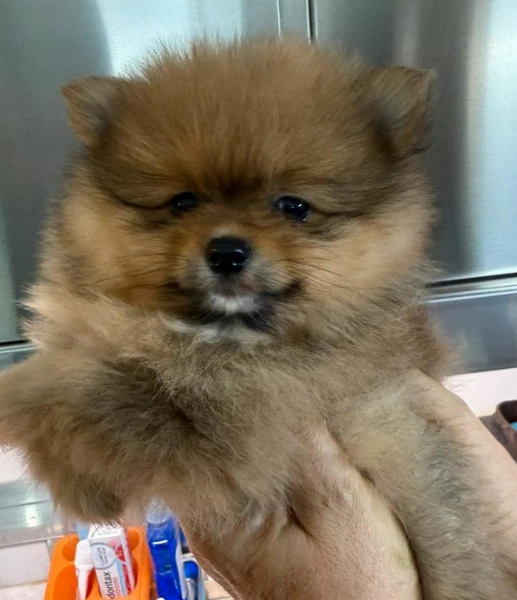 cucciole di spitz tedesco nano