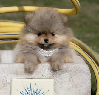 cuccioli di spitz nano tedesco pomerania