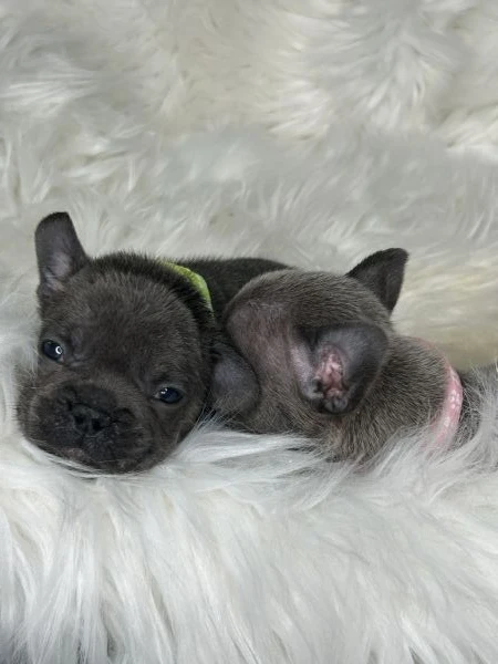 coppia splendida di bulldog francesi  | Foto 5