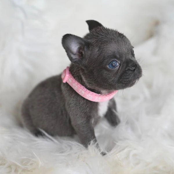 coppia splendida di bulldog francesi  | Foto 4