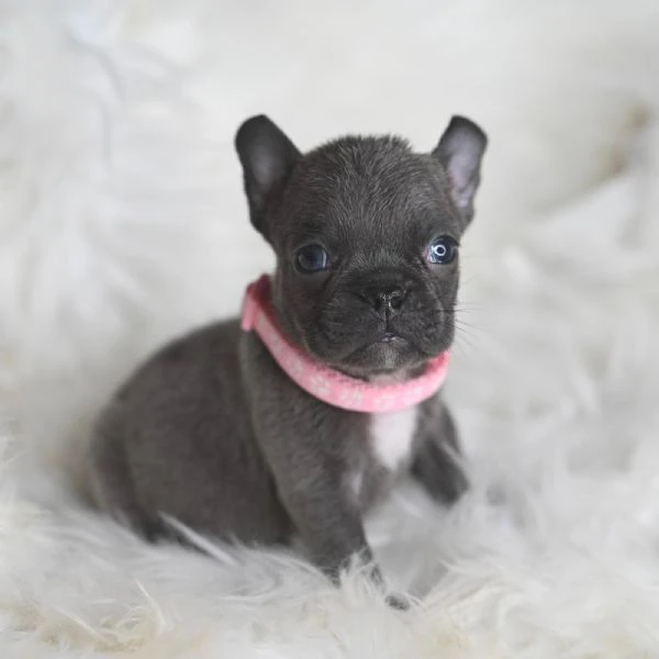 coppia splendida di bulldog francesi  | Foto 3