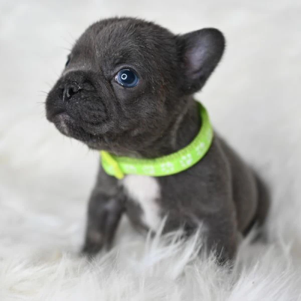 coppia splendida di bulldog francesi 