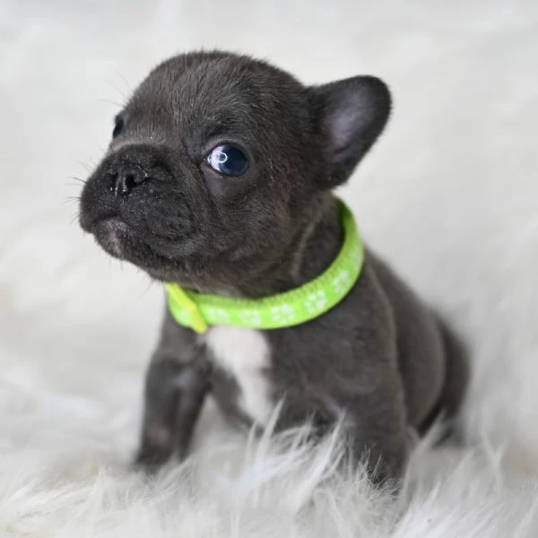 coppia splendida di bulldog francesi  | Foto 2