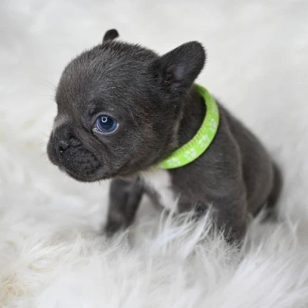 coppia splendida di bulldog francesi  | Foto 1