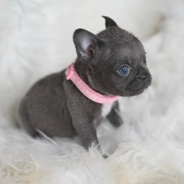 coppia splendida di bulldog francesi  | Foto 0