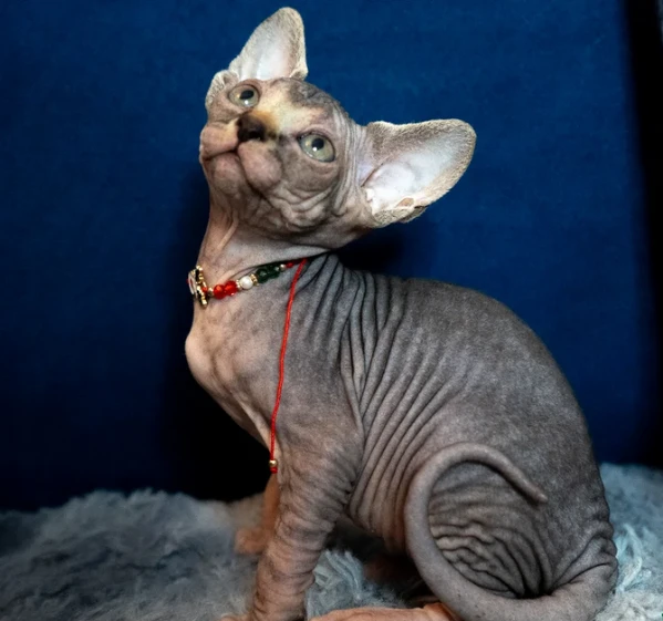 cuccioli sphynx disponibili per la prenotazione