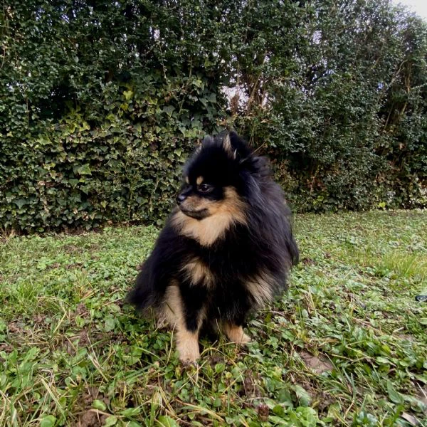  spitz di pomerania maschio per monta 