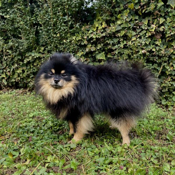  spitz di pomerania maschio per monta  | Foto 6