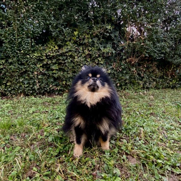  spitz di pomerania maschio per monta  | Foto 5