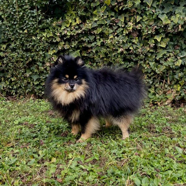  spitz di pomerania maschio per monta  | Foto 4
