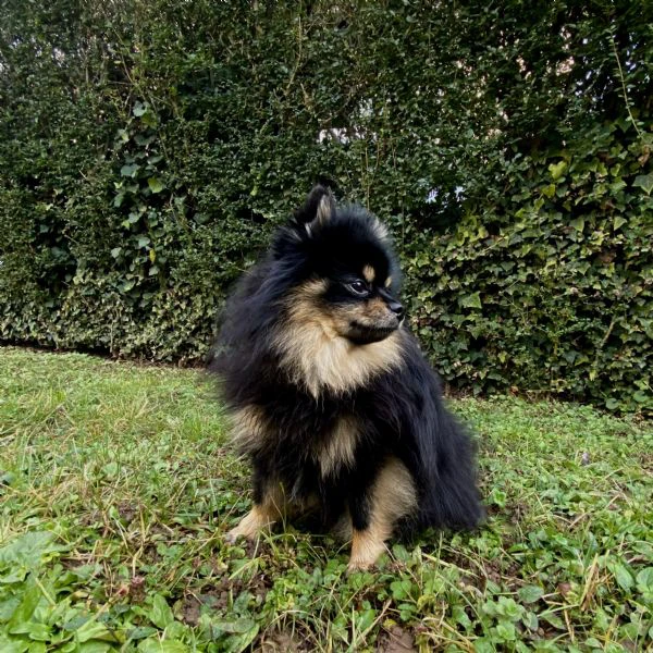 spitz di pomerania maschio per monta  | Foto 3