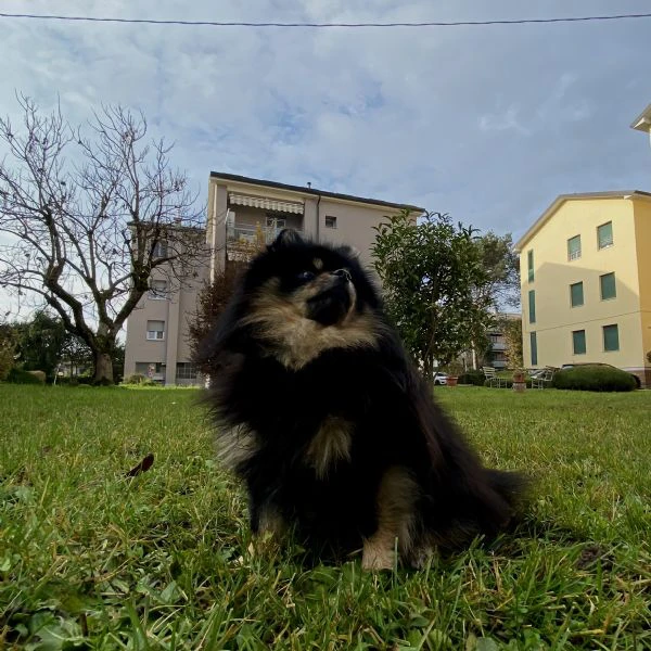  spitz di pomerania maschio per monta  | Foto 2