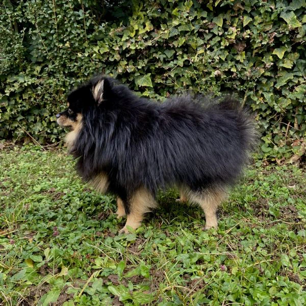  spitz di pomerania maschio per monta  | Foto 1