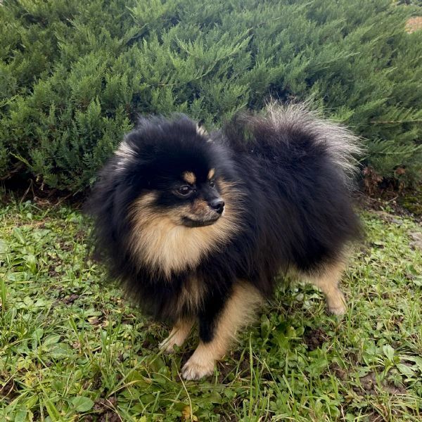  spitz di pomerania maschio per monta  | Foto 0