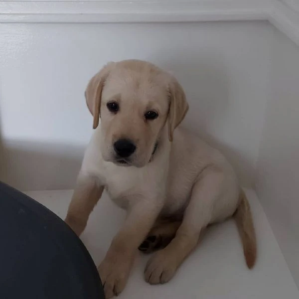 regalo cuccioli labrador | Foto 1