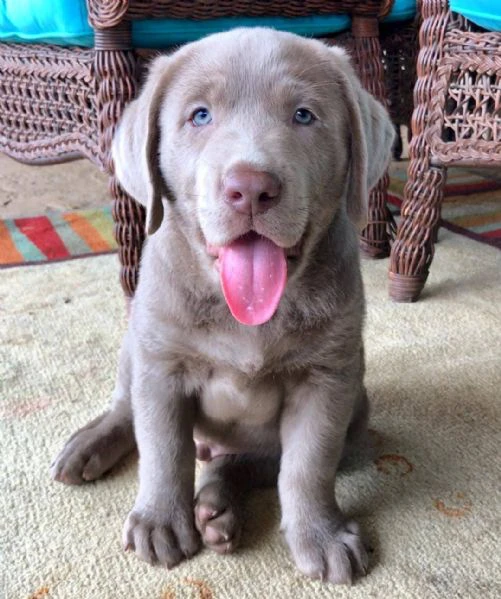 disponibili meravigliosi cuccioli di labrador retriever | Foto 3