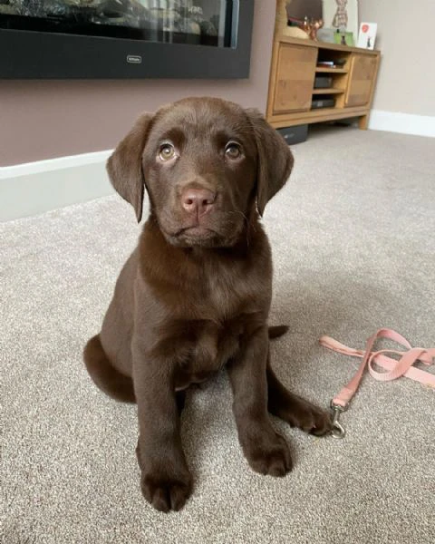 disponibili meravigliosi cuccioli di labrador retriever | Foto 2