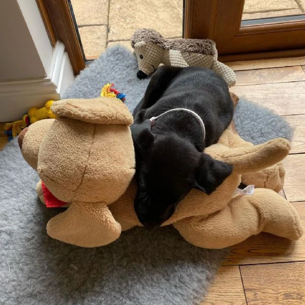 disponibili meravigliosi cuccioli di labrador retriever | Foto 1