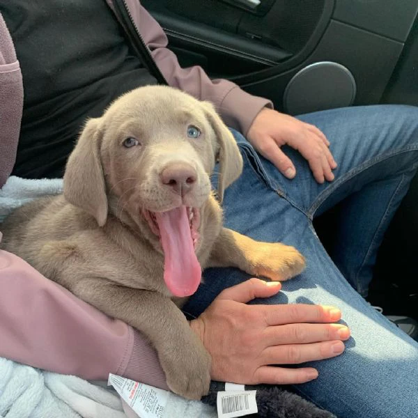 disponibili meravigliosi cuccioli di labrador retriever | Foto 0