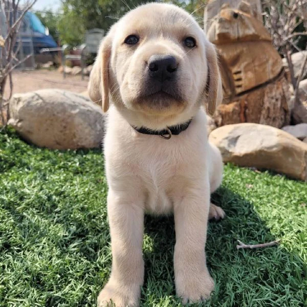 disponibili meravigliosi cuccioli di labrador retriever