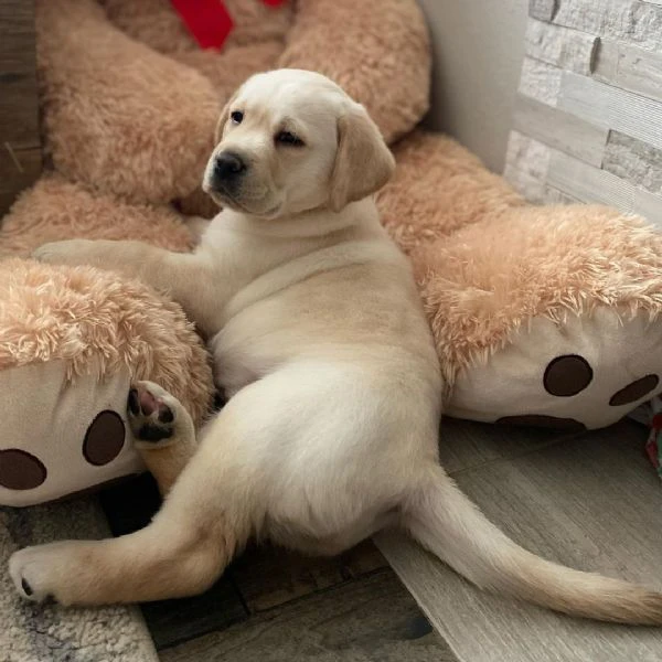 disponibili meravigliosi cuccioli di labrador retriever, | Foto 2
