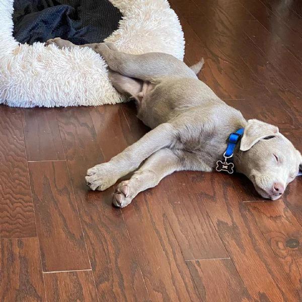 disponibili meravigliosi cuccioli di labrador retriever, | Foto 1