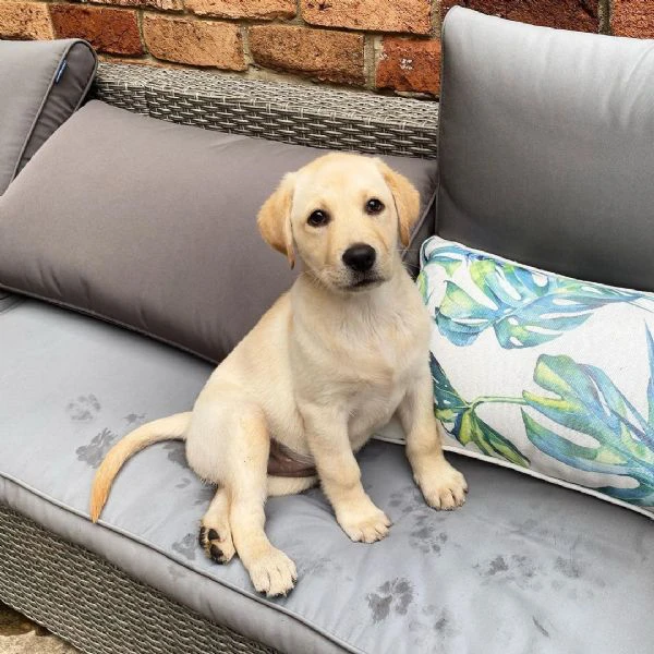 disponibili meravigliosi cuccioli di labrador retriever, | Foto 0