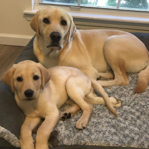 disponibili meravigliosi cuccioli di labrador retriever,