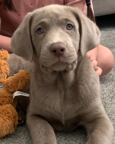 disponibili meravigliosi cuccioli di labrador retriever, cresciuti | Foto 2