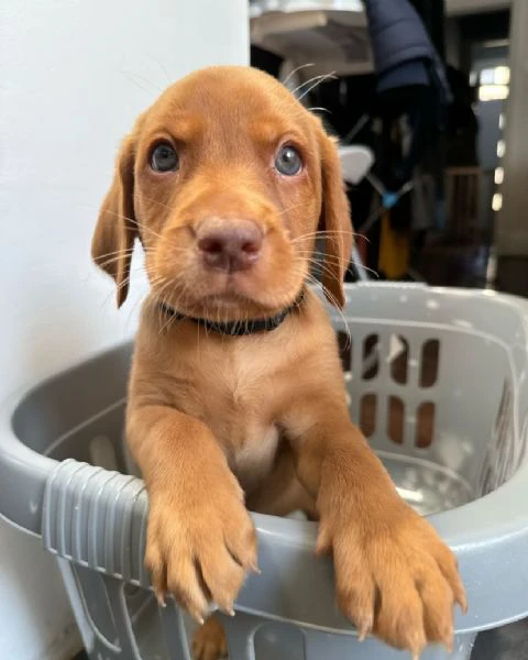 disponibili meravigliosi cuccioli di labrador retriever, cresciuti | Foto 1