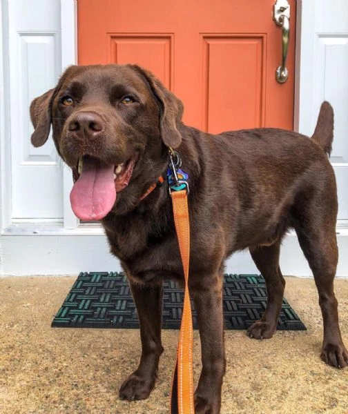 disponibili meravigliosi cuccioli di labrador retriever, cresciuti | Foto 0