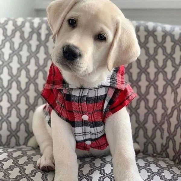 disponibili meravigliosi cuccioli di labrador retriever, cresciuti