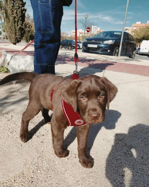 disponibili meravigliosi cuccioli di labrador retriever, cresciuti  | Foto 1