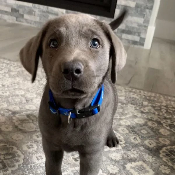 disponibili meravigliosi cuccioli di labrador retriever, cresciuti  | Foto 0